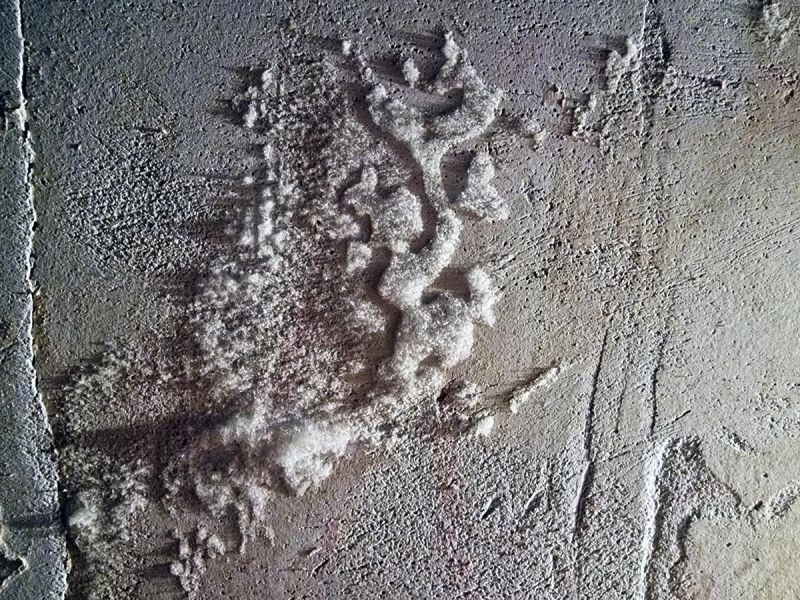 Datei:Schimmelpilz an feuchter Wand.jpg